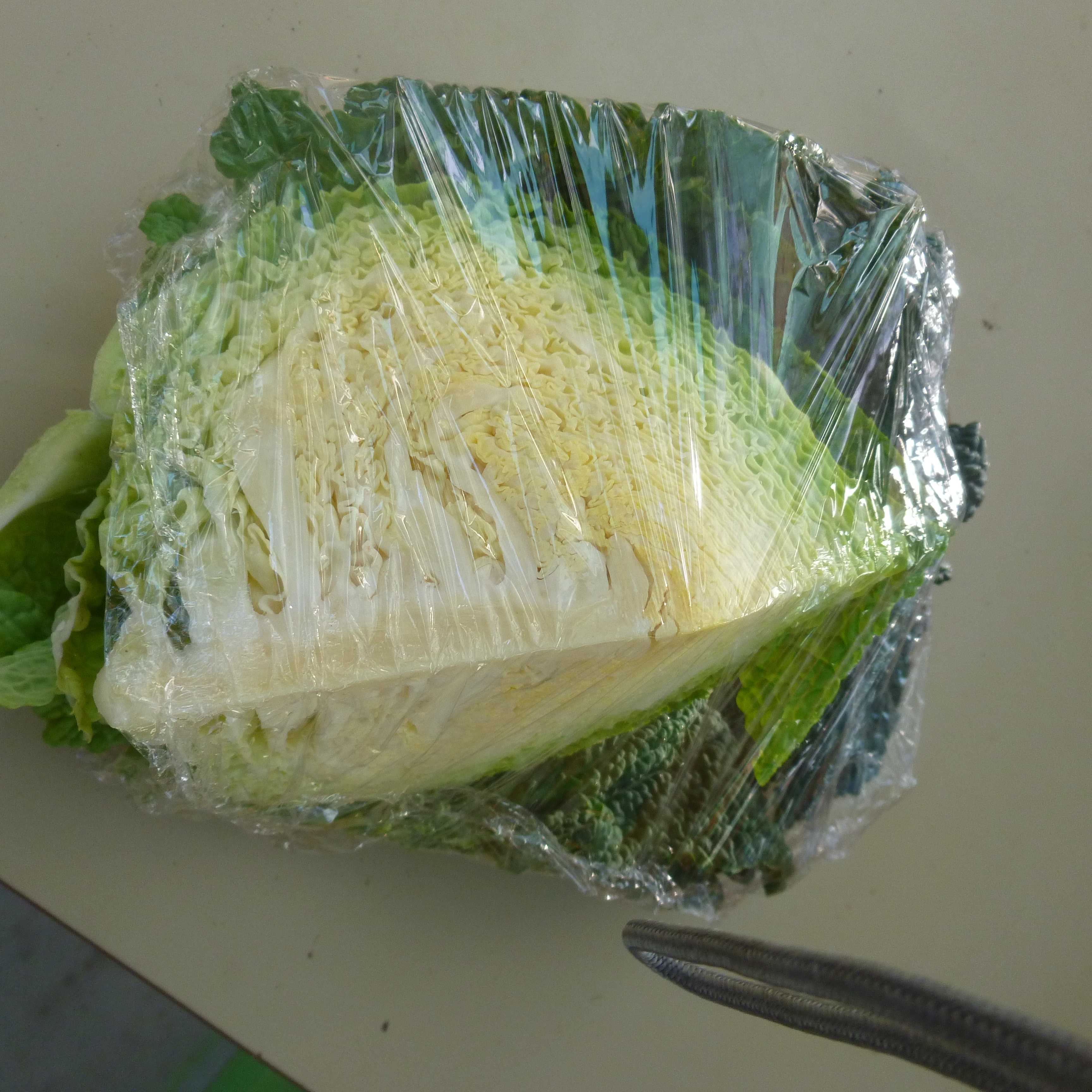 Chou frisé vert BIO