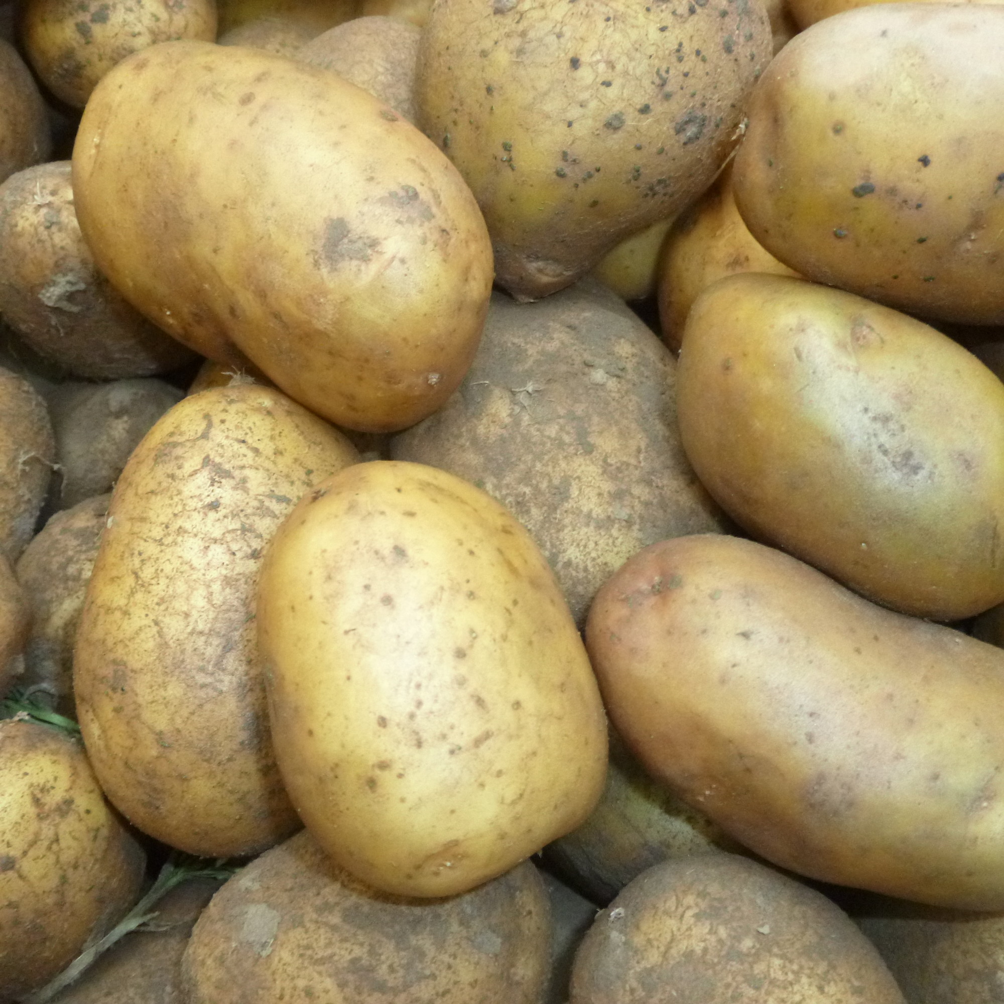 Pomme de terre 