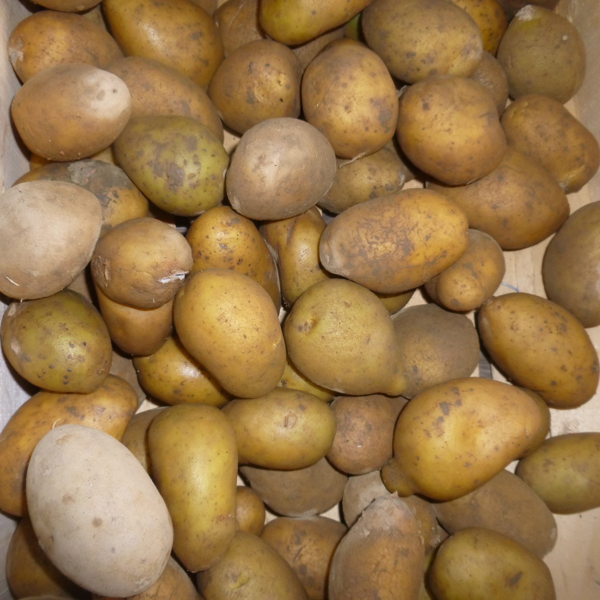 Pomme de terre 'Lady Christl'